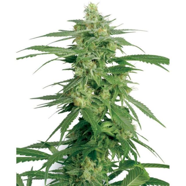 Hollands Hope regular de White Label Seeds