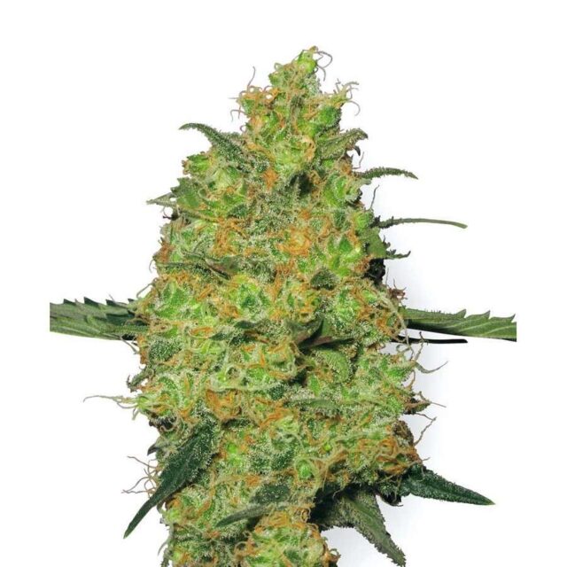 Master Kush regular de White Label Seeds
