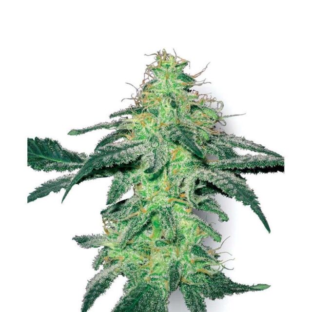 White Skunk regular de White Label Seeds
