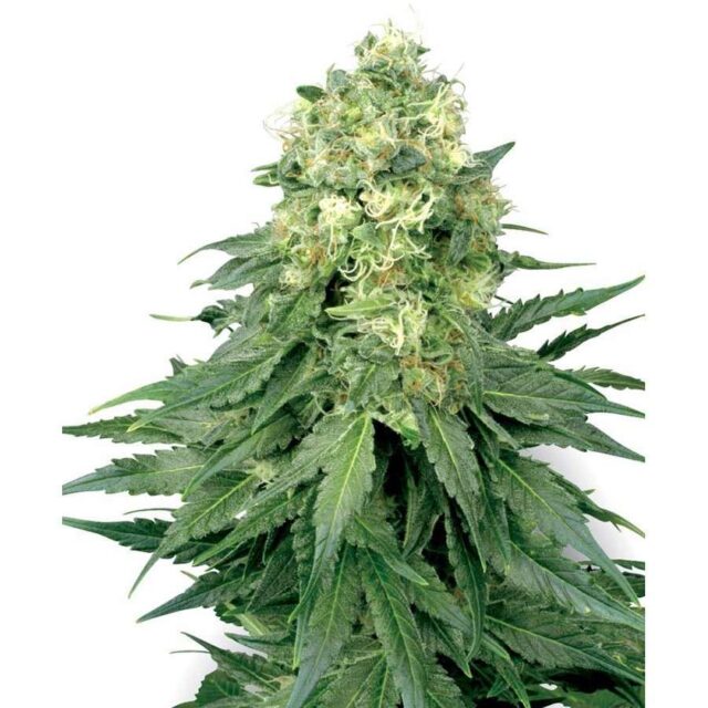 White Widow regular de White Label Seeds