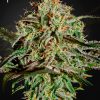 A.M.S. feminizada de Green House Seeds