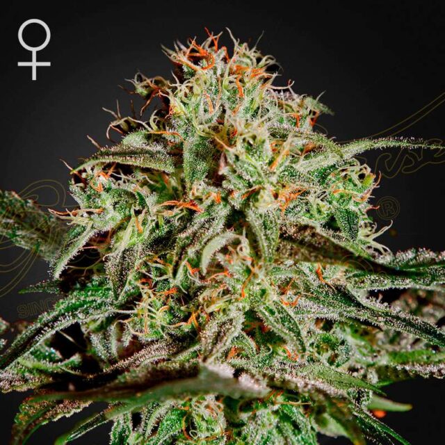 A.M.S. feminizada de Green House Seeds