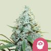 AMG feminizada de Royal Queen Seeds