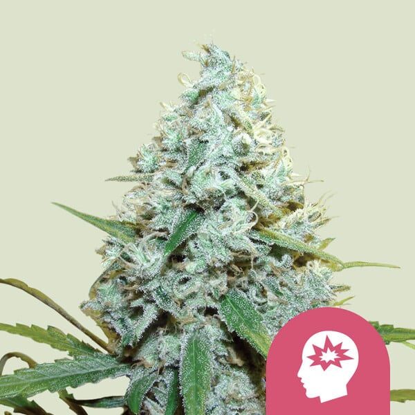 AMG feminizada de Royal Queen Seeds