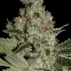 Acid feminizada de Paradise Seeds
