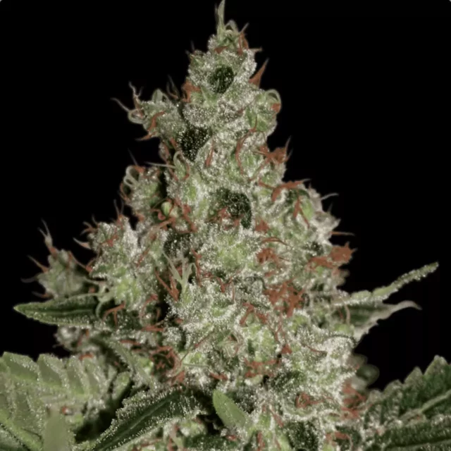 Acid feminizada de Paradise Seeds