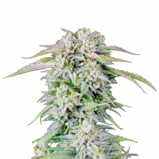 Afghan Kush Auto de FastBuds
