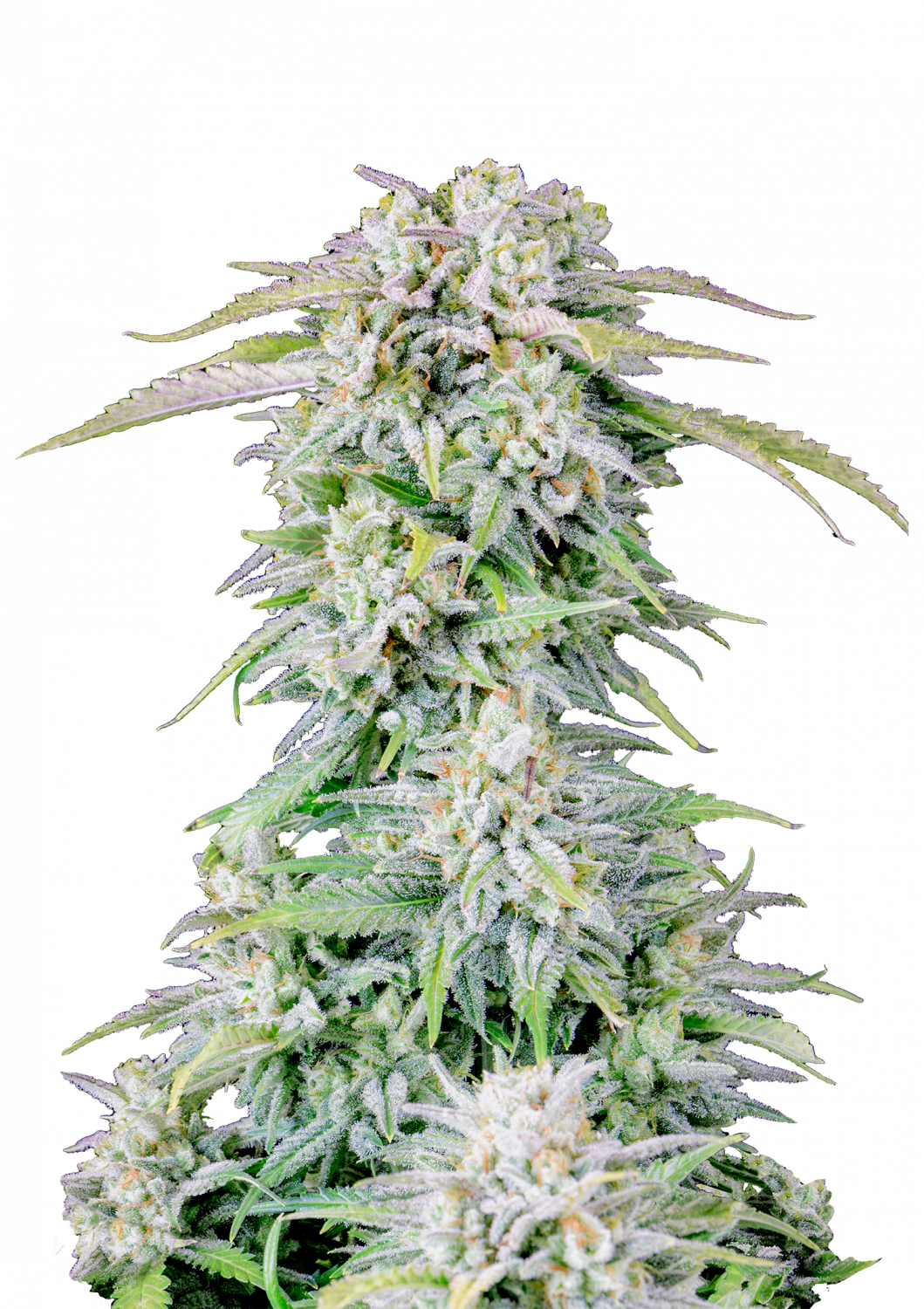 Afghan Kush Auto de FastBuds