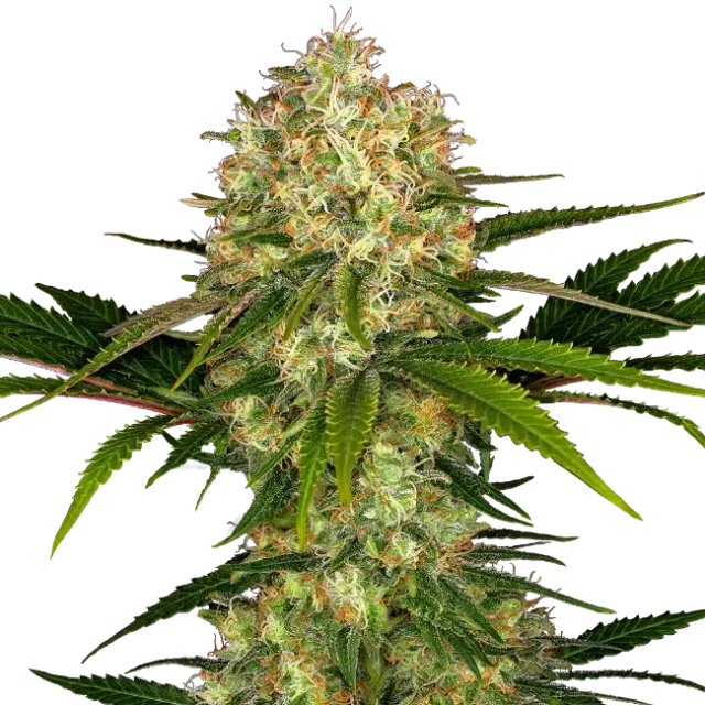 Afghani #1 feminizada de Sensi Seeds
