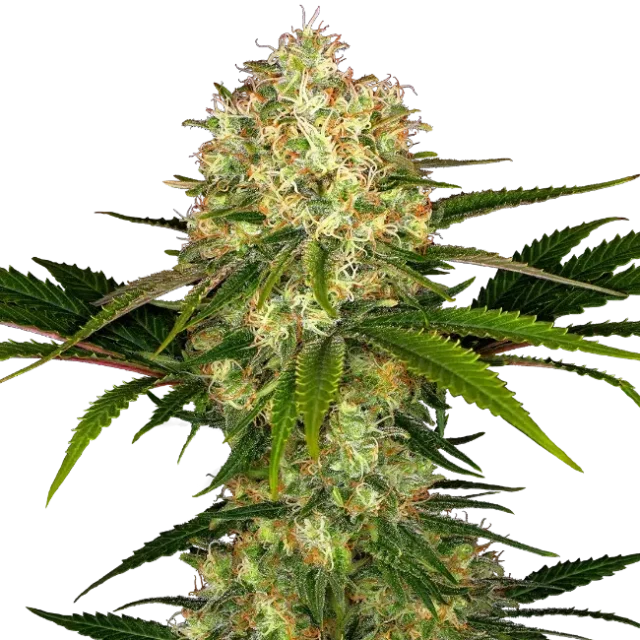 Afghani #1 regular de Sensi Seeds