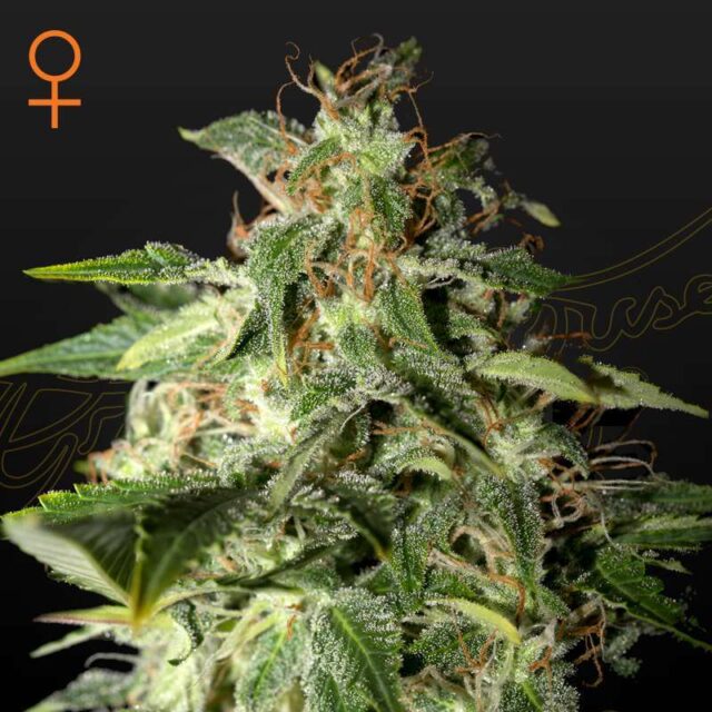 Afgooey feminizada de Green House Seeds