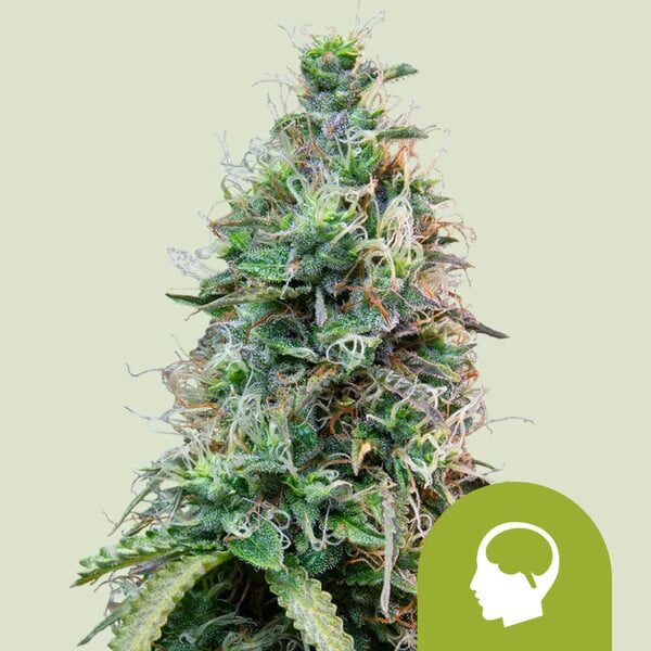 Amnesia Haze Auto de Royal Queen Seeds