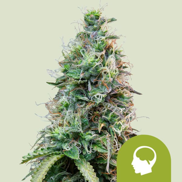 Amnesia Haze Auto de Royal Queen Seeds