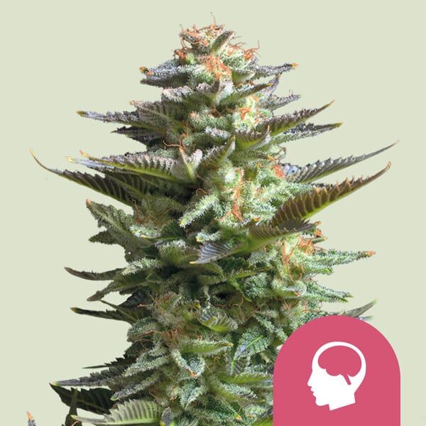 Amnesia Haze feminizada de Royal Queen Seeds