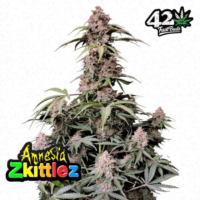 Amnesia Z Auto de FastBuds