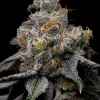 Animal Cake x Hollywood feminizada de Cookies Seed Bank