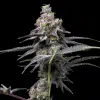 Apples & Bananas x Berniehana Butter feminizada de Cookies Seed Bank