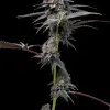 Animal Cake x Hollywood feminizada de Cookies Seed Bank
