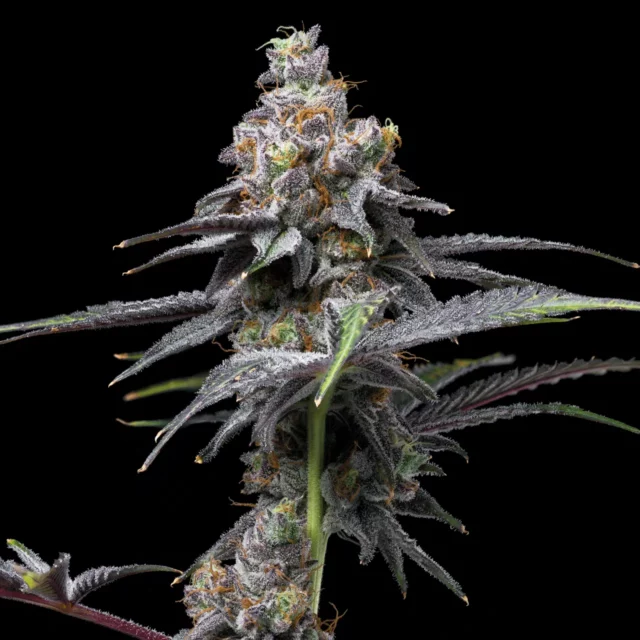 Apples & Bananas x Berniehana Butter feminizada de Cookies Seed Bank