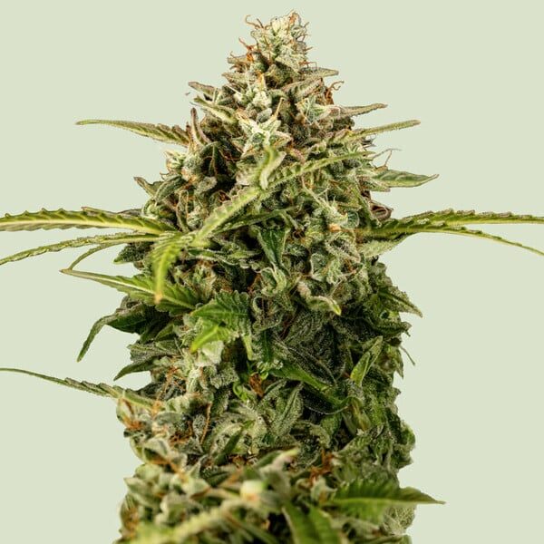 Apollo F1 Auto de Royal Queen Seeds
