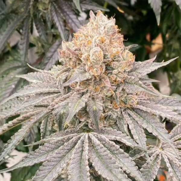 Apple B feminizada de Karma Genetics