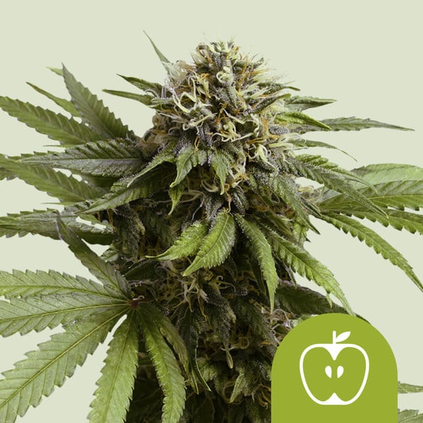 Apple Fritter Auto de Royal Queen Seeds