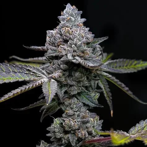 Apple Fritter feminizada de Barney's Farm