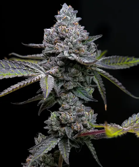 Apple Fritter feminizada de Barney's Farm
