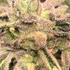 Apple Fritter feminizada de Elev8 Seeds