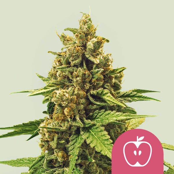 Apple Fritter feminizada de Royal Queen Seeds