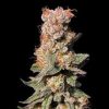 Apples 'n Oranges feminizada de Elev8 Seeds