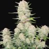 Apricot Auto de FastBuds