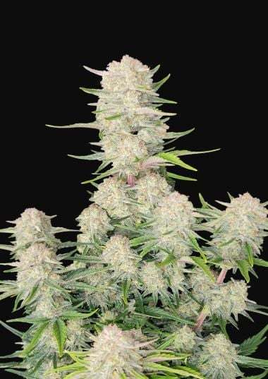 Apricot Auto de FastBuds