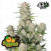 Apricot Auto de FastBuds