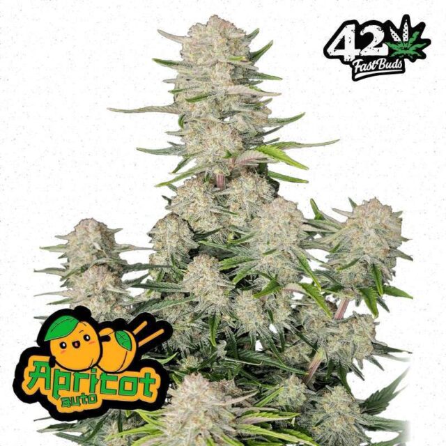 Apricot Auto de FastBuds