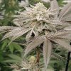 Aqua Verde feminizada de Elev8 Seeds