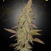 Arjan's Ultra Haze 1 feminizada de Green House Seeds