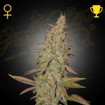 Arjan's Ultra Haze 1 feminizada de Green House Seeds