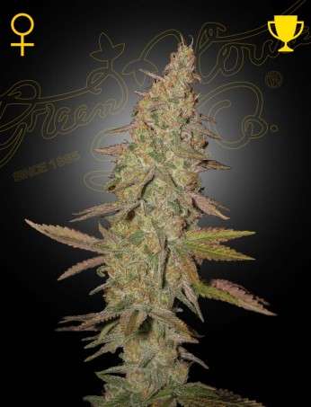 Arjan's Ultra Haze 1 feminizada de Green House Seeds