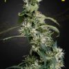 Arjan's Ultra Haze 2 feminizada de Green House Seeds