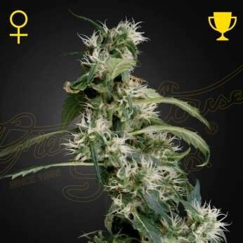 Arjan's Ultra Haze 2 feminizada de Green House Seeds