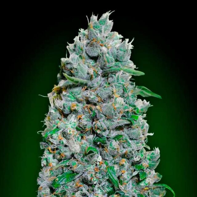 Auto Afghan Mass XXL feminizada de 00 Seeds