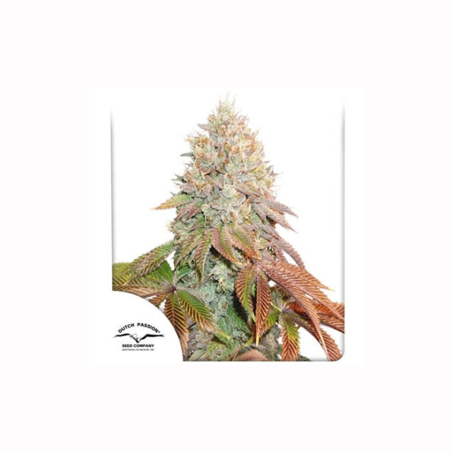 Auto Banana Blaze de Dutch Passion