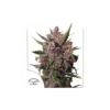 Auto Blackberry Kush de Dutch Passion