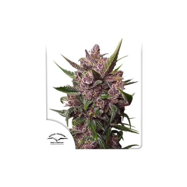 Auto Blackberry Kush de Dutch Passion
