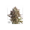 Auto Blueberry de Dutch Passion