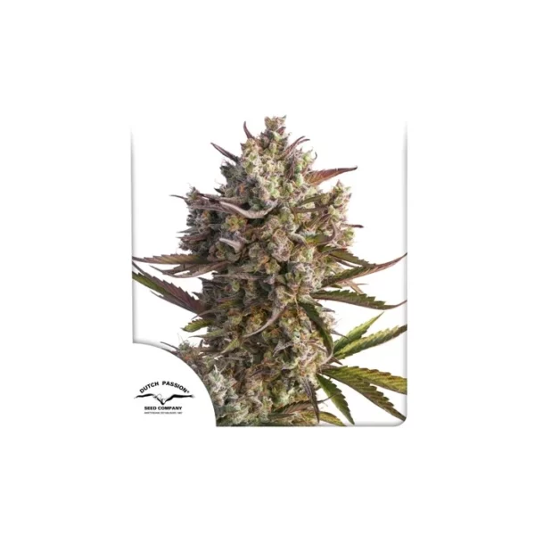 Auto Blueberry de Dutch Passion