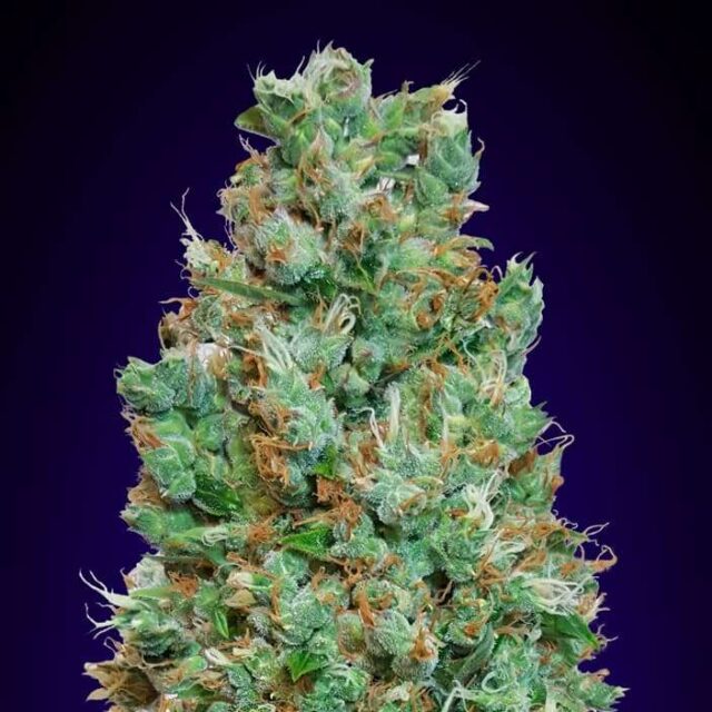 Auto Blueberry feminizada de 00 Seeds