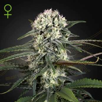 Auto-Bomb Auto de Green House Seeds