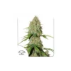 Auto Brooklyn Sunrise de Dutch Passion